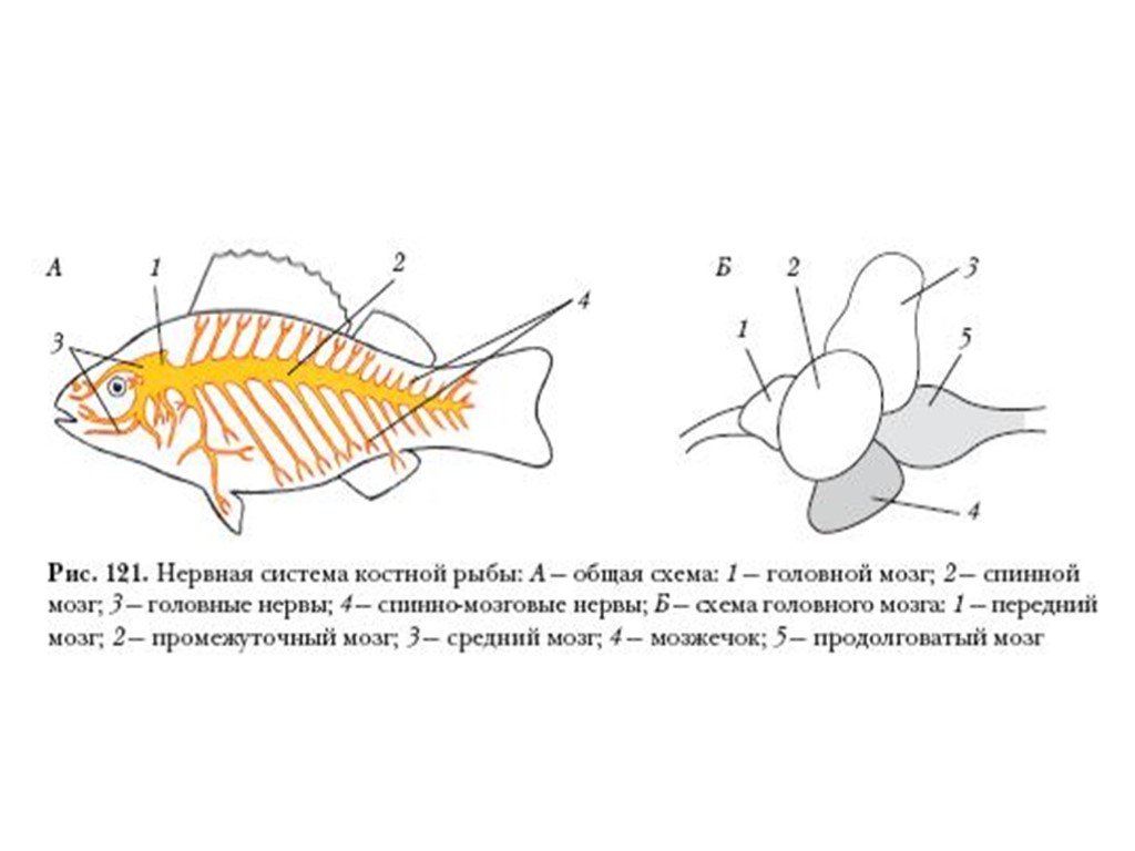 Размер мозга рыбы. Нервная система костной рыбы рис 116. Нервная система рыб схема. Нервная система костных рыб схема. Костные рыбы строение нервной системы.