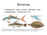 Вопросы. 1. Определите среду и места обитания рыб, изображенных на рисунке 116.