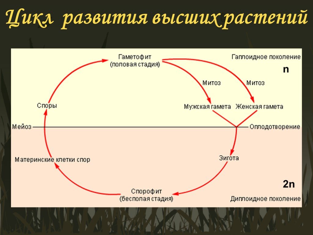 Циклы высших споровых растений. Схема жизненного цикла высших растений. Цикл развития высших растений схема. Циклы развития растений. Жизненный цикл высших споровых.