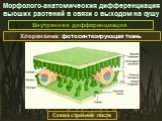 Хлоренхима: фотосинтезирующая ткань. Схема строения листа