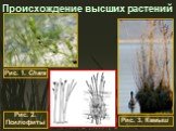 Происхождение высших растений. Рис. 1. Chara Рис. 3. Камыш Рис. 2. Псилофиты