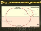 Цикл развития высших растений. n 2n