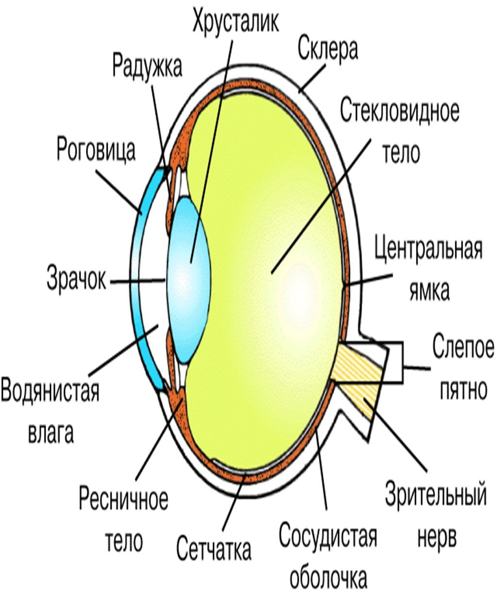 Строение анализатора глаза
