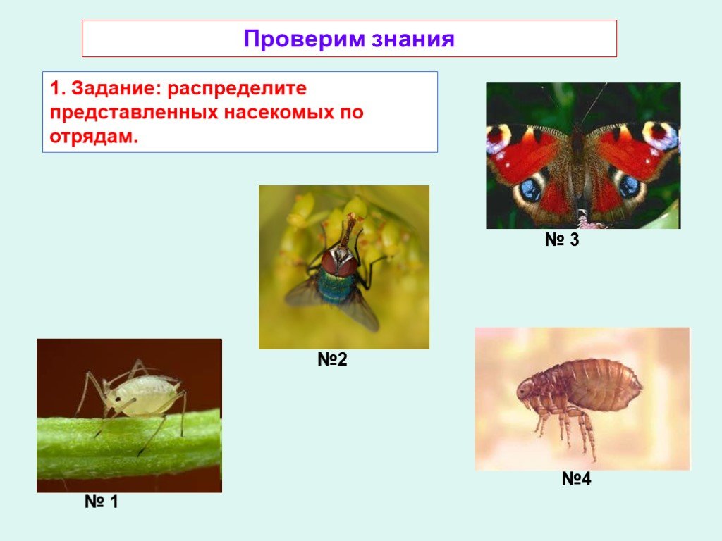 Распределите представленные. Распределите насекомых по отрядам. Задания по отрядам насекомых. Случайное распределение насекомых. Распределить насекомых по группам одиночные и общественные.