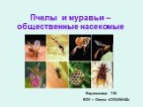 Пчелы и муравьи – общественные насекомые. Водопьянова Т.М. БОУ г. Омска «СОШ№142»