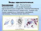 Трихомонада – лат. Trichomonas. Трихомонады – это эндопаразиты, одноклеточные создания, паразитирующие в теле позвоночных животных, среди них также имеются и паразиты человека, например, Trichomonas hominis.