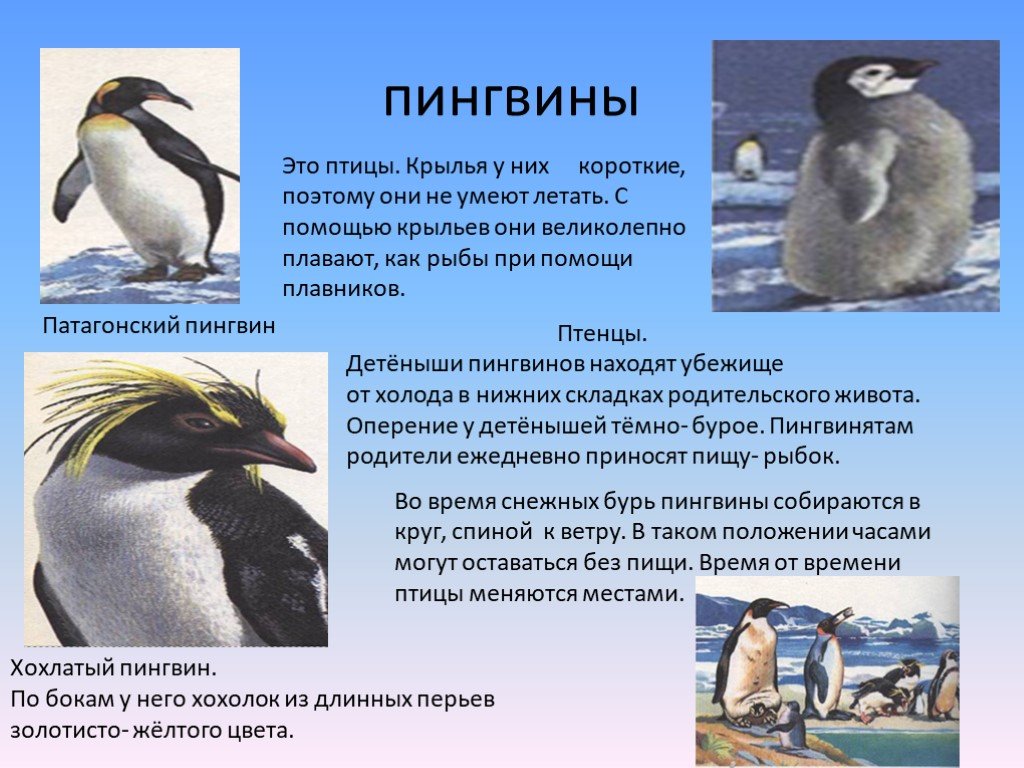 Рассказ про пингвина 1 класс. Сведения о пингвинах. Пингвин для детей. Описание пингвина. Доклад про пингвинов.