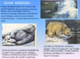 БЕЛЫЕ МЕДВЕДИ. БЕЛЫЙ МЕДВЕДЬ ВЕСИТ ОТ 150 ДО 500 КИЛОГРАММОВ. Шкура медведя плотная, белого цвета, благодаря чему он с лёгкостью находит убежище среди белого льда. Медведь замечательно плавает. Белый медведь – самый крупный хищник в мире. ОХОТЯСЬ НА ТЮЛЕНЕЙ, МЕДВЕДЬ ЧАСАМИ СТОИТ НА ЛЬДИНЕ. КАК ТОЛЬК