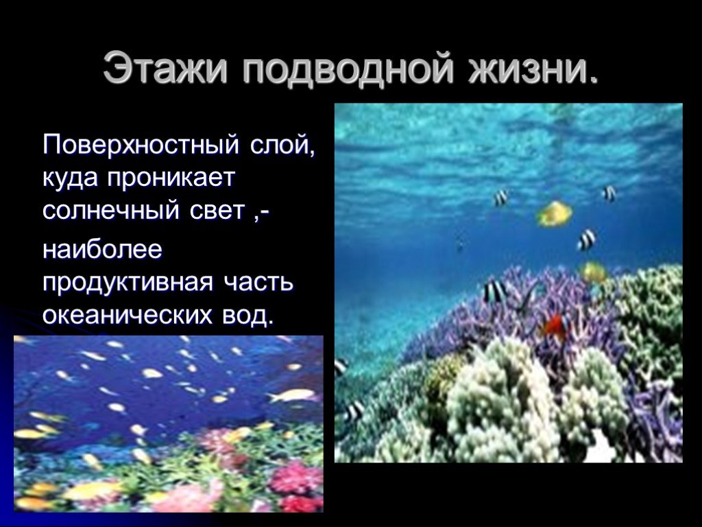 Жизнь в полярных поясах и в океане презентация 5 класс летягин