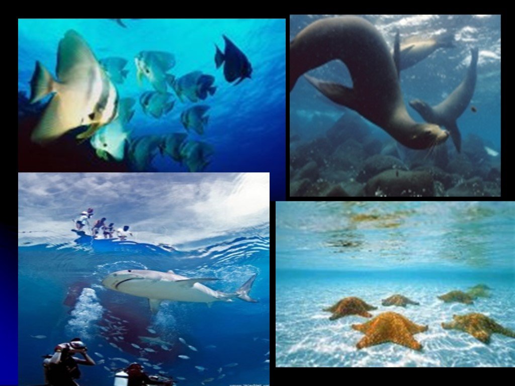 Подготовить сообщение жизнь в океане. Жизнь в океане. Этажи подводной жизни в океане. Жизнь в океане 5 класс. Жизнь в Полярных поясах и в океане.