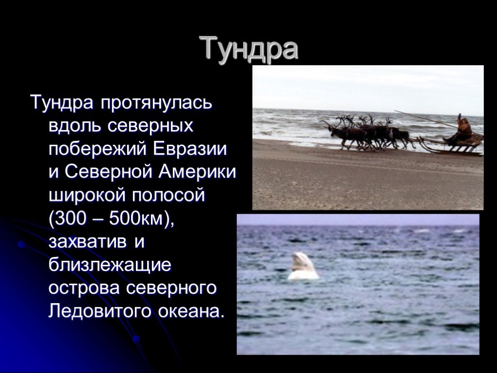 Вдоль северного. Рассказ о тундре. Сообщение о тундре. Жизнь в Полярных поясах и в океане. Зона тундры протянулась вдоль берегов Северного Ледовитого океана с.