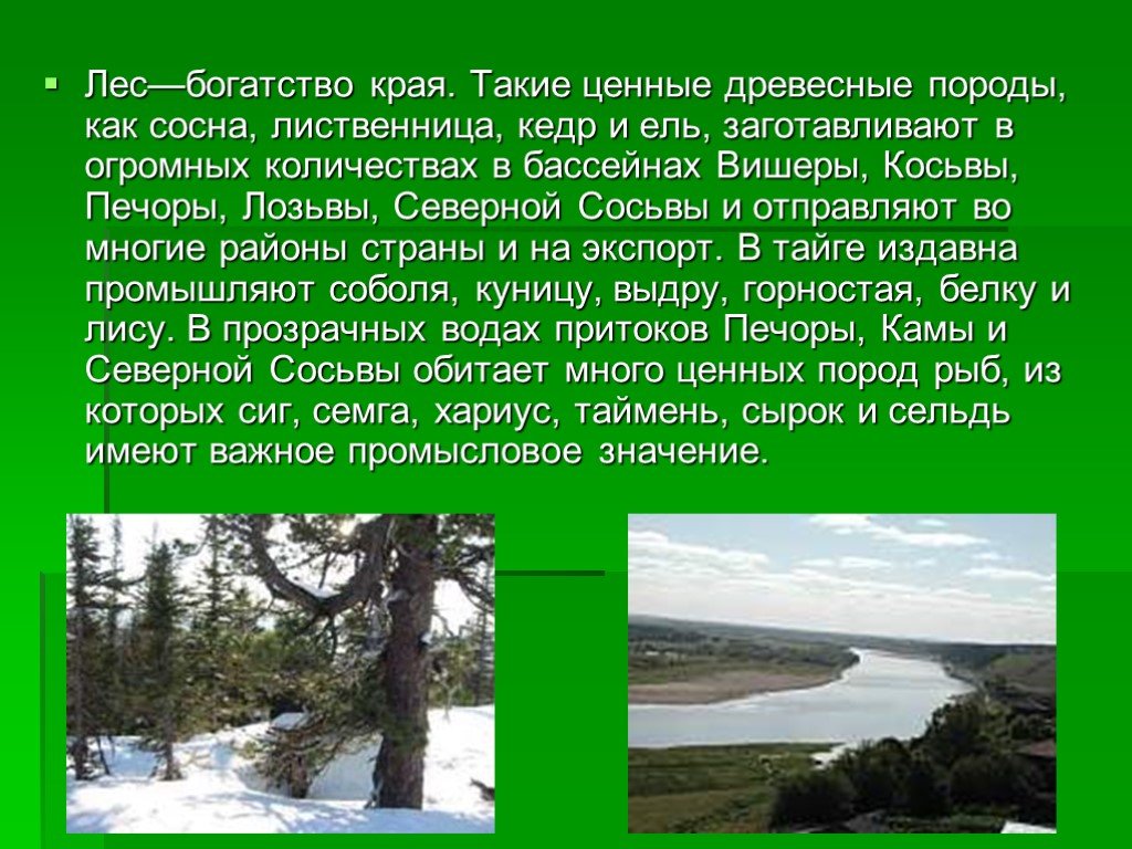 Водные богатства иркутской области 2 класс. Северный Урал презентация. Лес богатство. Лесные богатства находятся на Урале. Наш край богат лесами 5 класс.