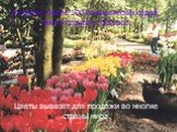 В стране более 100 ботанических садов, много парков и скверов. Цветы вывозят для продажи во многие страны мира.