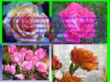 Голландию называют страной тюльпанов. Голландцы очень любят цветы. С давних пор они выращивают тюльпаны, а также нарциссы и другие красивые растения. В стране больше 100 ботанических садов. Цветы из Голландии вывозят для продажи в различные страны.