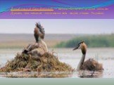Дунайський біосферний— водно-болотні угіддя дельти Дунаю, там мешкає половина всіх видів птахів України