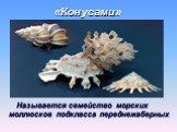 «Конусами». Называется семейство морских моллюсков подкласса переднежаберных