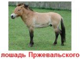 лошадь Пржевальского