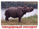панцирный носорог