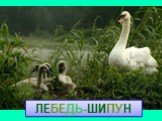 ЛЕБЕДЬ-ШИПУН Лебедь-шипун