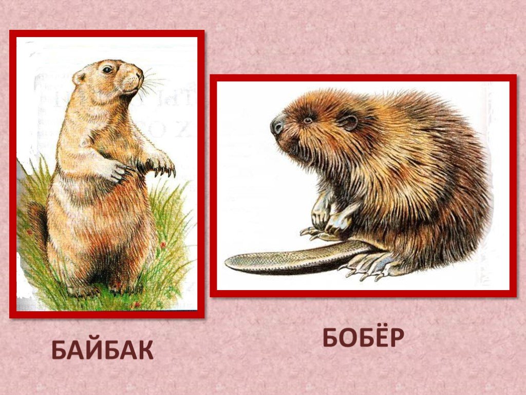 Чем отличается бобер от бобра. Байбак и бобер. Байбак красная книга. Байбак в Ростовской области в красной книге. Бобр и сурок.