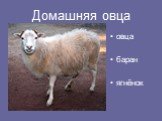 Домашняя овца. овца баран ягнёнок
