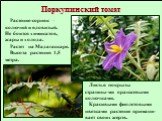 Поркупинский томат. Растение-сорняк – колючий и ядовитый. Не боится химикатов, жары и холода. Растет на Мадагаскаре. Высота растения 1,5 метра. Листья покрыты страшны-ми оранжевыми колючками. Красивыми фиолетовыми цветками растение примани-вает своих жертв.