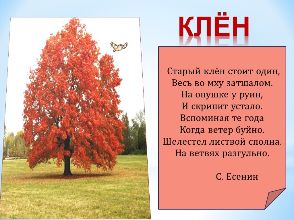 Я живу в россии где дубы песня. Стихи про деревья. Стишки про деревья. Стихотворение про клен. Описание деревьев осенью.