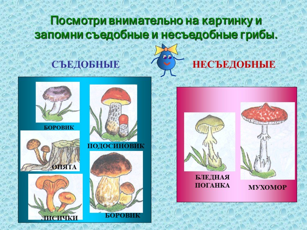 3 съедобных гриба и 3 несъедобных. Съедобные и несъедобные грибы 1 класс окружающий мир. Съедобные грибы и несъедобные грибы окружающий мир 2. Съедобные и несъедобные грибы 2 класс окружающий мир. Рисунок съедобные и несъедобные грибы.