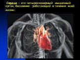 Сердце – это четырехкамерный мышечный орган, бессменно работающий в течение всей жизни.