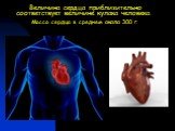 Величина сердца приблизительно соответствует величине кулака человека. Масса сердца в среднем около 300 г.
