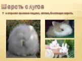 Шерсть с лугов. У ангорских кроликов гладкая, мягкая, блестящая шерсть.