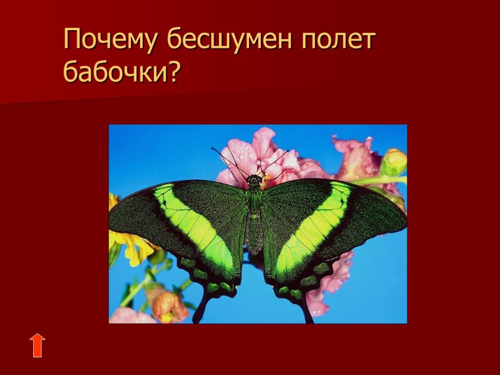Почему бабочка летает