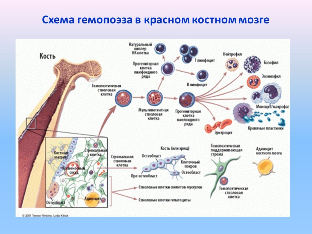 Строение костного мозга схема