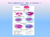 Клетки периферической крови, их количество и соотношение