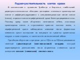 Радиочувствительность клеток крови. В соответствии с правилом Трибондо и Бергонье, наибольшей радиочувствительностью обладают делящиеся стволовые кроветворные клетки и дифференцирующиеся в специализированные линии клетки (клоны), а зрелые клетки периферической крови более радиорезистентны. Поэтому с