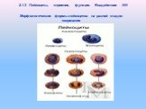 2.1.3 Лейкоциты, строение, функция. Воздействие ИИ. Морфологические формы лейкоцитов на разной стадии созревания