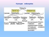 Функции лейкоцитов