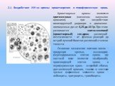 2.1. Воздействие ИИ на органы кроветворения и периферическую кровь. Кроветворные органы являются критическими (жизненно важными органами), при воздействии ионизирующей радиации в диапазоне поглощенных доз от 0,25 до 10 Гр. При этом развивается костно-мозговой (кроветворный) синдром различной интенси