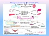 Функция и состав периферической крови