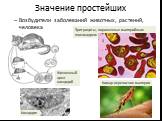 Эритроциты, пораженные малярийным плазмодием. Комар-переносчик малярии. Кокцидия. Жизненный цикл кокцидий