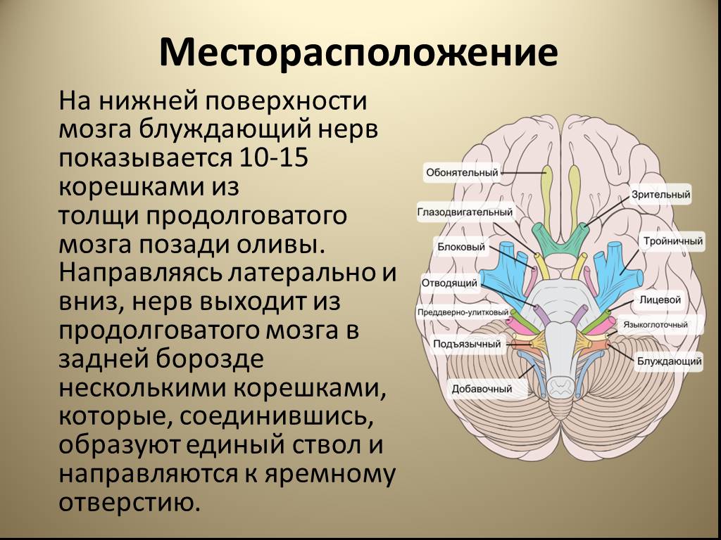 Блуждающий нерв в каком отделе мозга. Блуждающий нерв. Блуждающий нерв выходит из мозга. Место выхода блуждающего нерва из мозга. Место выхода блуждающего нерва.