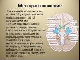 Месторасположение. На нижней поверхности мозга блуждающий нерв показывается 10-15 корешками из толщи продолговатого мозга позади оливы. Направляясь латерально и вниз, нерв выходит из продолговатого мозга в задней борозде несколькими корешками, которые, соединившись, образуют единый ствол и направляю