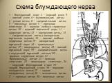 Схема блуждающего нерва. 1 — блуждающий нерв; 2 — верхний узел; 3 — нижний узел; 4— менингеальная ветвь; J— ушная ветвь; 6 — соединительная ветвь; 7 — глоточные ветви; S — глоточное сплетение; 9 — верхние шейные сердечные ветви; 10 — верхний гортанный нерв; 11 — наружная ветвь; 12 — внутренняя ветвь