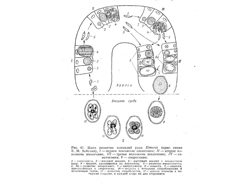 Жизненный цикл кокцидии схема