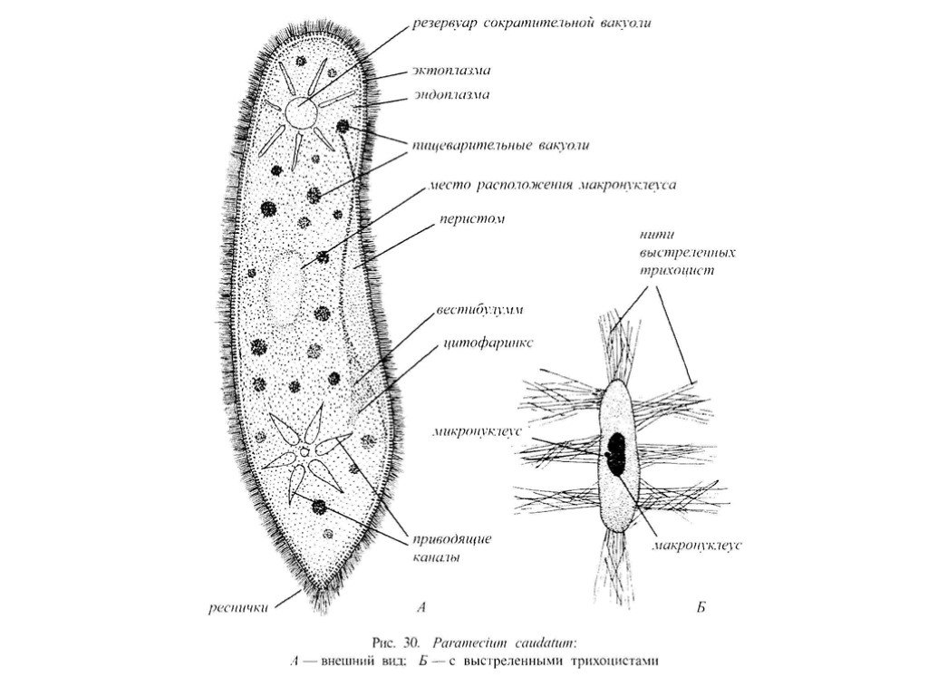 Сократительная вакуоль рисунок. Инфузория туфелька строение Трихоцисты. Трихоциста это у инфузории. Кортекс инфузорий строение. Трихоцисты строение.
