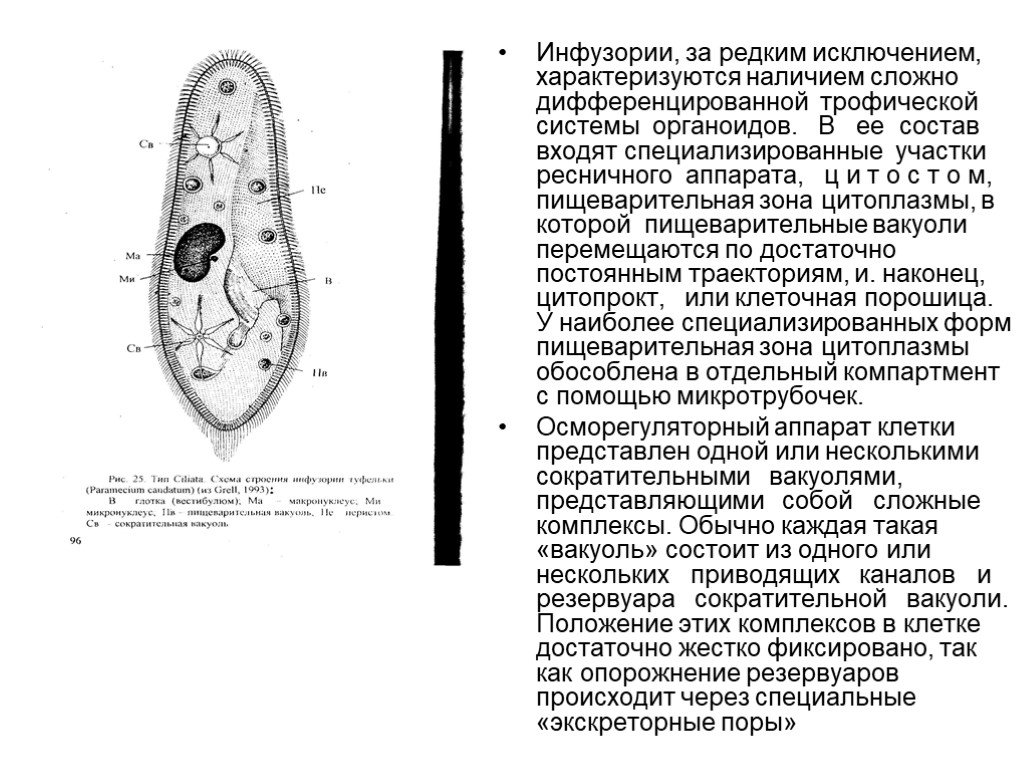 Какую функцию в теле инфузории туфельки выполняют органоиды обозначенные на рисунке вопросительным