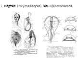 Надтип Polymastigota, Tип Diplomonadida