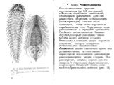 Класс Нуреrmastiginea Это относительно крупные жгутиконосцы (до 0,5 мм длиной), обитатели кщиечника насекомых, питающихся древесиной. Для них характерна тенденция к умножению (полимеризации) тех или иных органоидов, чаще всего жгутиков и парабазальных тел. Ядро всегда одно располагается в передней т