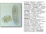 К покровам приурочены специальные органеллы нападения и защиты - экструсомы. У инфузорий известны 12 типов экструсом разного строения, выполняющих разную функцию. Широко распространены мукоцисты - пузырьки, выделяющие наружу слизистый секрет. У хищных инфузорий встречаются токсицисты -ядовитые орган