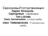 Саркодовый тип организации Надтип Rhizopoda - Саркодовые - корненожки Тип Lobosea Класс Gymnamoebea – голые амебы Класс Testacealobosia – раковинные амебы